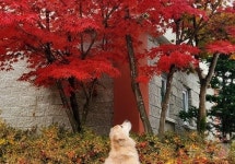 강아지와 인제서 꽃구경 어때?…라이프위드도그, 숙박 이벤트