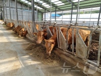 명품 양양한우 기대하세요…1등급 출현율 96% 달해