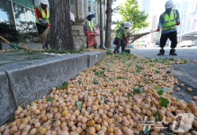 은행나무 열매 수거