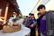 돼지에게 먹이주는 어린이