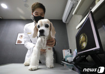 [단독]대형 손보사, 시상금 700% 걸었다…펫보험 판매 경쟁 본격화