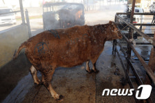 악취에 창문도 못 열어요 도축장 인근 4700세대 주민 하소연