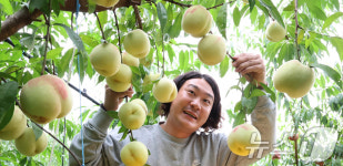 겨울복숭아 설도 수확