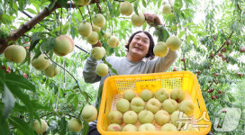 즐거운 설도 겨울복숭아 수확