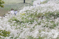 은빛 만발한 서창 억새 길