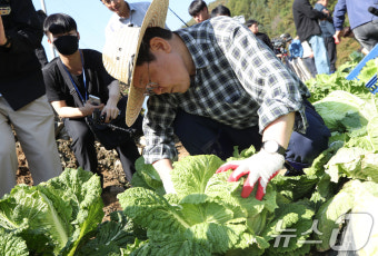 배추 수확하는 이재명 대표