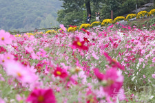 요산공원에 활짝 핀 코스모스