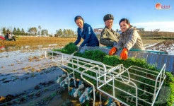 기계로 가을밀 모내기 진행하는 북한 만경대구역 농장원들