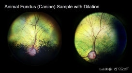 반려동물 원격 안과 검진…랩에스디, 망막 판독 시스템 소개