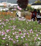 여심 사로잡는 코스모스길