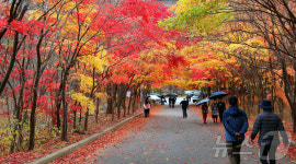 ‘단풍 절정’ 인제 필례약수 단풍터널