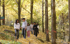 50년 만에 처음 공개되는 3만그루 은행나무숲