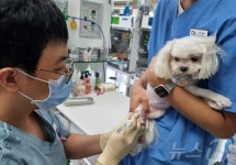 청담우리동물병원, 강아지 슬개골 수술 넘어 재활 전문으로 도약