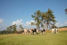 매일유업 상하목장 국내 최초 저탄소 인증 젖소농장 취득