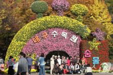 발길 이어지는 대구수목원 국화전시회