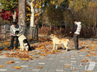 서울대공원에서 산책하는 투르크메니스탄 국견 알라바이