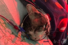 어느 동물병원의 퇴원식…급성신부전 고양이 살린 사연[벳앤패밀리]