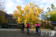 [화보]노랗게 물든 경주 운곡서원 300년 된 은행나무