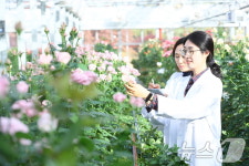 추위 속에도 장미 온실은 육종 열기 후끈