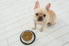 먹고 싶을 때 마음껏 먹개…강아지 자율급식 해도 괜찮을까