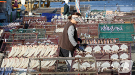 해풍 속 가자미 말리는 풍경