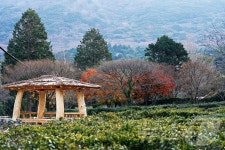 해남 두륜산에 녹차향 가득한 길 정원 조성