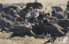 경남 김해 독수리 식당