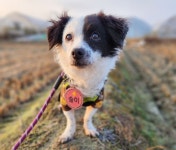 사업 실패로 버려졌던 바둑이…배려심은 최고[가족의발견(犬)]