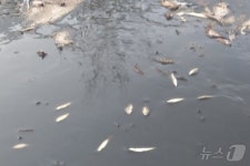 새벽 축사에서 폐수가 콸콸…충주 동량면 대전천 오염