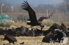 김해 화포천 독수리 식당 환경부 우수 환경교육 프로그램 선정