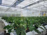 홍성에 10㏊ 규모 청년 스마트팜 조성…200억 투입