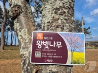 도로공사로 사라지는 대흥사 벚나무길 수목 18주 이식