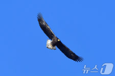 [화보] 경북 고령 독수리식당 찾은 겨울 진객들의 시끌벅적한 식사