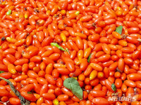청양 구기자 전통농업 국가중요농업유산으로 지정