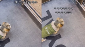 동물병원서 혼자 엘베 탄 강아지 정체 헉…건물주와 각별한 사이?