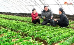 온실남새 생산에 공들이는 북한 농민들