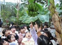 제베리아 제천에 바나나 주렁주렁…아이들 와 신기하다