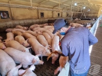 경북 안동서 대마·미생물 이용한 축산 탈취제 개발…악취 90% 잡아