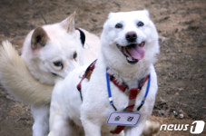 박지원 尹부부 감옥 가면 토리 내가 입양→ 김웅 文이 버린 풍산개부터