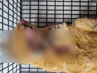 전남 고흥서 불에 탄 길고양이 발견…경찰 수사