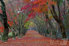 내장산국립공원, 6회 연속 ‘한국 관광 100선’ 선정