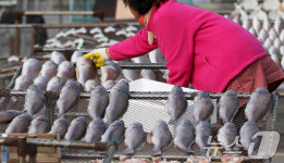 설 연휴 앞두고 제수용 생선 말리기 한창