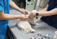 광주시, 설 연휴 반려동물 응급진료 운영…12개 동물병원