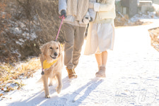 설 연휴 외출 시 주의사항은…반려동물 겨울철 건강관리 이렇게