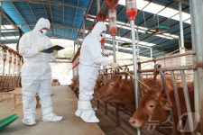 예천군, 축산분야에 105억 원 투입…명품 예천 한우 육성