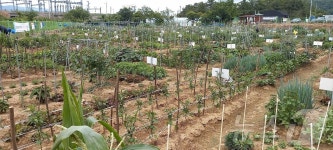 대구 수성구, 공영도시농업농장 분양자 17일까지 모집…1구좌당 4만원