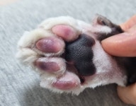 보라색된 고양이 발바닥…다리 아닌 심장이 아팠다[벳앤패밀리]