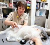 강아지 슬개골 탈구·허리 디스크 걱정? …재활건강검진 받으세요