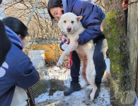 서울 강남에 개농장 있어요…그들의 끈질긴 외침에 생긴 변화