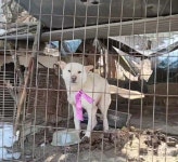 서울 강남에 개농장 있어요…그들의 끈질긴 외침에 생긴 변화